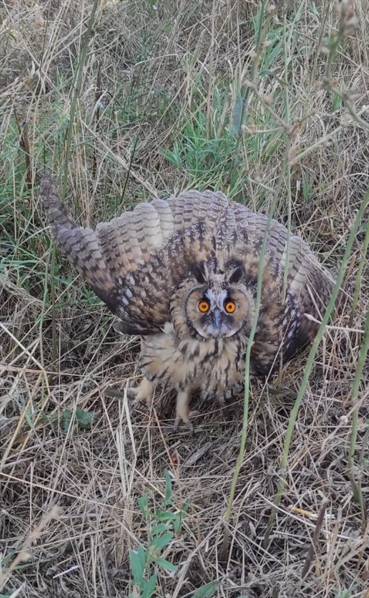 Tekirdağ'da Yaralı Bulunan Baykuş Tedavi Altına Alındı