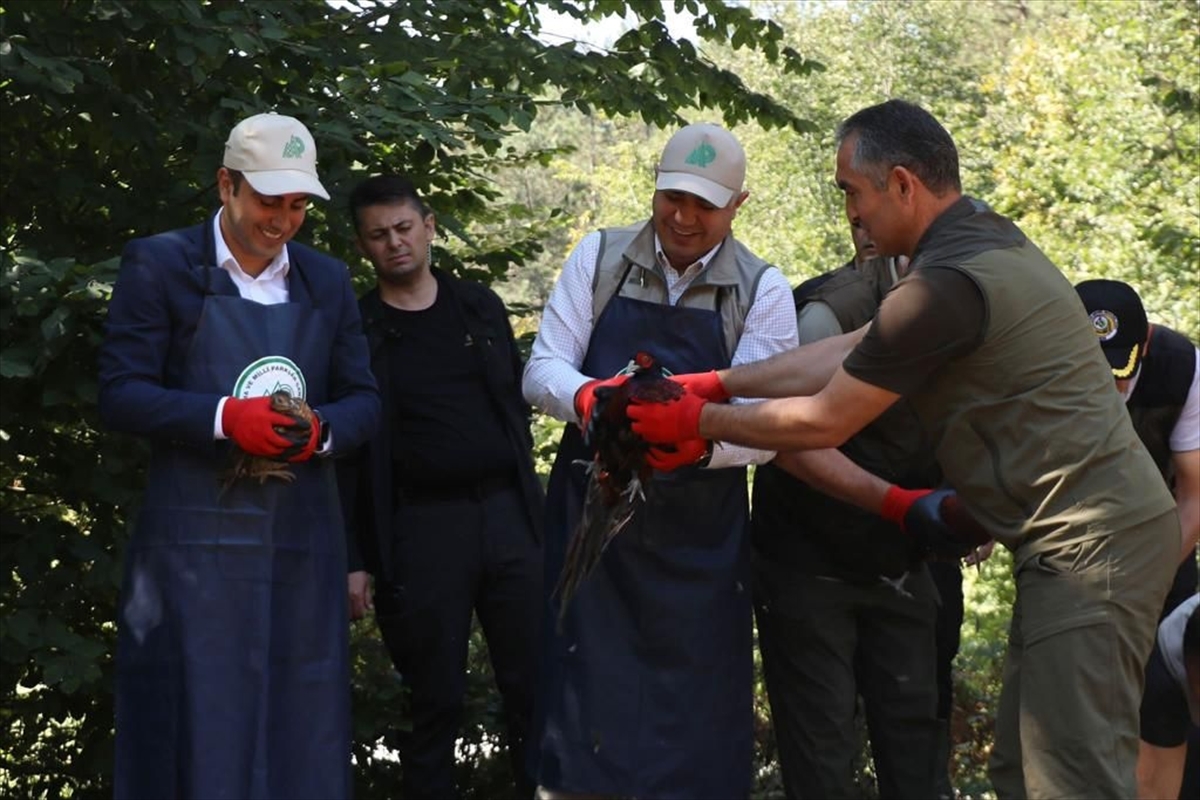 Düzce'de Yetiştirilen Sülünler Doğaya Salındı